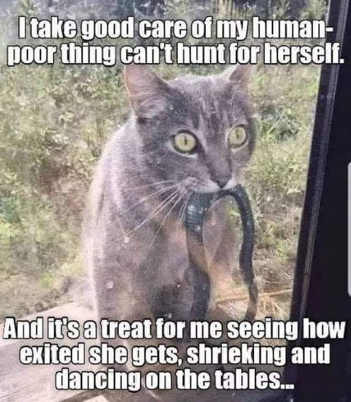 cat hunts.jpg